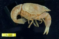 藏品(克氏原蝲蛄)的圖片